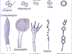 konidiospora